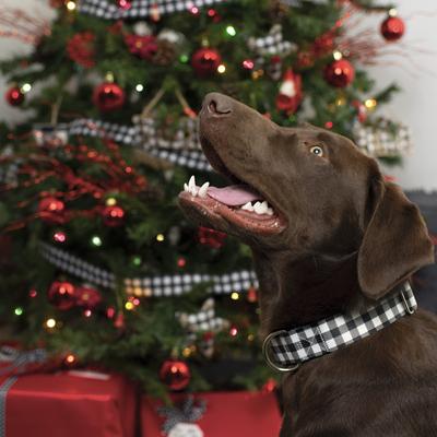 Show full view: Country Brook Petz HossFit Jr Buffalo Plaid Wide Martingale Dog Collar, Black, X-Large: 23 to 31-in neck, 1.5-in wide slide 3 of 9