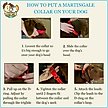 Show in main carousel: Country Brook Petz HossFit Jr Santa & Friends Wide Martingale Dog Collar, Medium slide 4 of 8