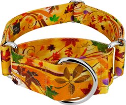 Country Brook Petz HossFit Jr Autumn Wind Wide Martingale Dog Collar, Medium