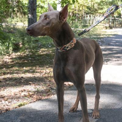 Show full view: Country Brook Petz HossFit Jr Terracotta Arrows Wide Martingale Dog Collar, Large slide 4 of 9