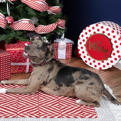 Show full view: Country Brook Petz HossFit Jr Buffalo Plaid Wide Martingale Dog Collar, Red, Large: 18 to 26-in neck, 1.5-in wide slide 3 of 9