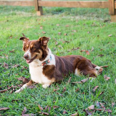 Show full view: Country Brook Petz HossFit Jr Sedona Arrows Wide Martingale Dog Collar, Large slide 3 of 9