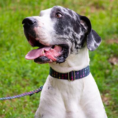 Show full view: Country Brook Petz HossFit Jr Colorful Arrows Wide Martingale Dog Collar, Large slide 3 of 9