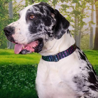 Show full view: Country Brook Petz HossFit Jr Colorful Arrows Wide Martingale Dog Collar, Large slide 4 of 9