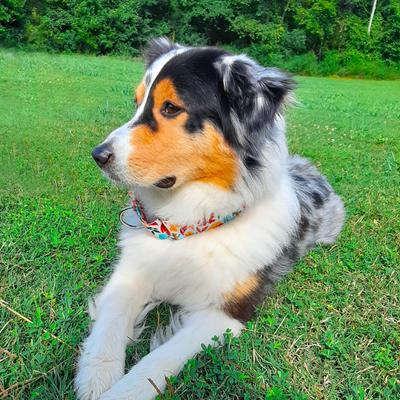 Show full view: Country Brook Petz HossFit Jr Collection Brisk Autumn Wide Martingale Dog Collar, Red, X-Large slide 4 of 10