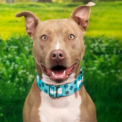 Show full view: Country Brook Petz HossFit Jr Oh My Dog Wide Martingale Dog Collar, Blue, X-Large slide 4 of 10