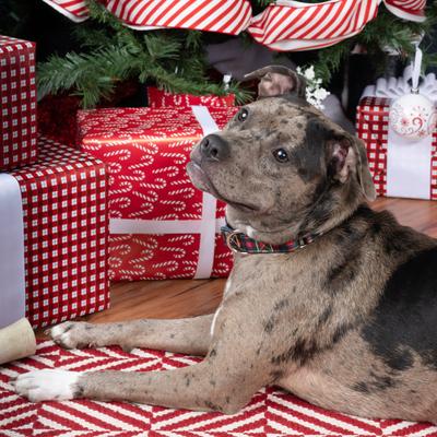 Show full view: Country Brook Petz HossFit Jr Buffalo Plaid Wide Martingale Dog Collar, Red, Large: 18 to 26-in neck, 1.5-in wide slide 4 of 9