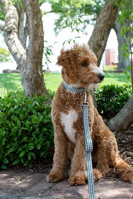 Show full view: Country Brook Petz Houndstooth Martingale Dog Collar, Black, XX-Small: 7 to 10-in neck, 1/2-in wide slide 3 of 7