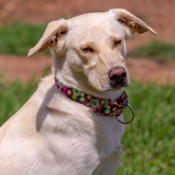 Country Brook Petz Daisy Fields Martingale Dog Collar, Large: 18 to 26-in neck, 1-in wide slide 2 of 7