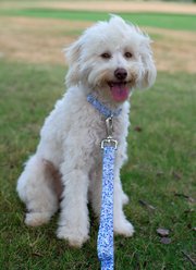 Country Brook Petz Mermaid Mosaic Martingale Dog Collar, Medium: 15 to 21-in neck, 1-in wide slide 2 of 7