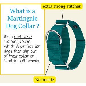 Country Brook Petz HossFit Jr Wide Training Martingale Dog Collar, Teal, Medium: 15 to 21-in neck, 1.5-in wide