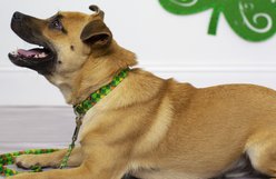 Country Brook Petz Limerick Argyle Martingale Dog Collar, Small: 11 to 15-in neck, 5/8-in wide slide 2 of 7