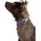 Show in main carousel: Country Brook Petz Gone Fishin' Martingale Dog Collar, Small: 11 to 15-in neck, 5/8-in wide slide 2 of 6