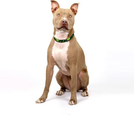 Show full view: Country Brook Petz Clovers In The Wind Martingale Dog Collar, Large: 18 to 26-in neck, 1-in wide slide 2 of 6