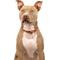Show in main carousel: Country Brook Petz Thanksgiving Tradition Martingale Dog Collar, X-Large: 23 to 31-in neck, 1-in wide slide 2 of 7