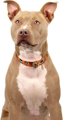 Show full view: Country Brook Petz Thanksgiving Tradition Martingale Dog Collar, X-Large: 23 to 31-in neck, 1-in wide slide 2 of 7