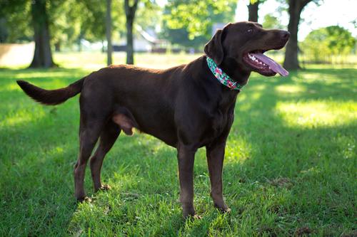 Show full view: Country Brook Petz Space Aliens Martingale Dog Collar, Large: 18 to 26-in neck, 1-in wide slide 3 of 7