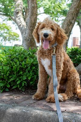 Show full view: Country Brook Petz Houndstooth Martingale Dog Collar, Black, XX-Small: 7 to 10-in neck, 1/2-in wide slide 2 of 7