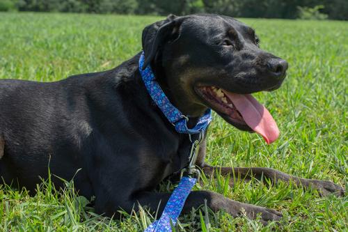 Show full view: Country Brook Petz Blueberry Fields Martingale Dog Collar, Medium: 15 to 21-in neck, 1-in wide slide 2 of 6