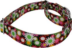Country Brook Petz Daisy Fields Martingale Dog Collar, Small: 11 to 15-in neck, 5/8-in wide slide 2 of 7