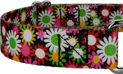 Country Brook Petz Daisy Fields Martingale Dog Collar, X-Large: 23 to 31-in neck, 1-in wide slide 2 of 7