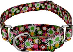 Country Brook Petz Daisy Fields Martingale Dog Collar, Medium: 15 to 21-in neck, 1-in wide