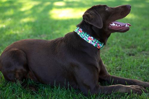 Show full view: Country Brook Petz Space Aliens Martingale Dog Collar, Large: 18 to 26-in neck, 1-in wide slide 2 of 7