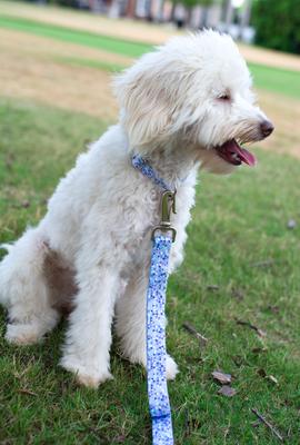 Show full view: Country Brook Petz Mermaid Mosaic Martingale Dog Collar, Large: 18 to 26-in neck, 1-in wide slide 4 of 8