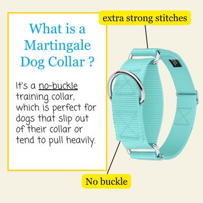 Show full view: Country Brook Petz HossFit Jr Wide Training Martingale Dog Collar, Light Cyan, Medium: 15 to 21-in neck, 1.5-in wide slide 3 of 8