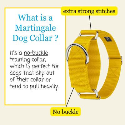 Show full view: Country Brook Petz HossFit Jr Wide Training Martingale Dog Collar, Gold, Medium: 15 to 21-in neck, 1.5-in wide slide 3 of 8