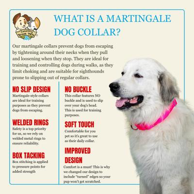 Show full view: Country Brook Petz HossFit Jr Wide Training Martingale Dog Collar, Fuchsia, Medium: 15 to 21-in neck, 1.5-in wide slide 6 of 9