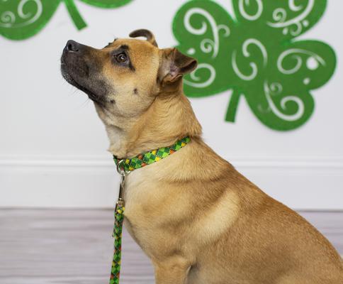 Show full view: Country Brook Petz Limerick Argyle Martingale Dog Collar, Small: 11 to 15-in neck, 5/8-in wide slide 2 of 7