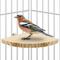 Show in main carousel: KNUTI Bird Cage Corner Perch Platform, Wood, Small slide 8 of 8