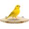 Show in main carousel: KNUTI Bird Cage Corner Perch Platform, Wood, Small slide 1 of 8