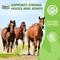Show in main carousel: Liquid-Vet Hock & Joint Support Peppermint Flavor Liquid Horse Supplement, 32-fl oz bottle slide 3 of 10