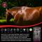 Show in main carousel: Keyflow Feeds Sensi-Care Low Sugar, Low Starch & High Fat Horse Feed, 33-lb bag slide 3 of 6