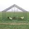 Show in main carousel: RYPetmia Outdoor Metal Chicken Coop, 15 Chickens Capacity slide 2 of 9