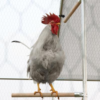 Show full view: RYPetmia Outdoor Metal Chicken Coop, 25 Chicken Capacity slide 3 of 9
