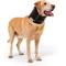 Show in main carousel: Balto Neck Eco Dog E-Collar Alternative, Small slide 1 of 10