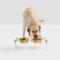 Show in main carousel: Hiddin Clear Campaign Double Dog Bowl, Gold, Large slide 5 of 5