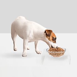 Hiddin Clear Single Elevated Dog & Cat Feeder, 6.5-cup