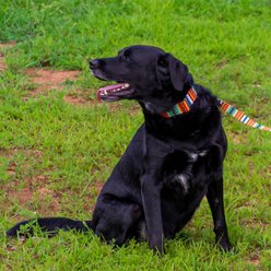 Country Brook Petz HossFit Jr Summer Pines Wide Martingale Dog Collar, Multi-Colored, Medium: 15 to 21-in neck, 1.5-in wide slide 2 of 9