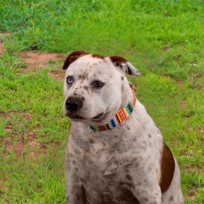 Show full view: Country Brook Petz HossFit Jr Summer Pines Wide Martingale Dog Collar, Multi-Colored, X-Large: 23 to 31-in neck, 1.5-in wide slide 5 of 10