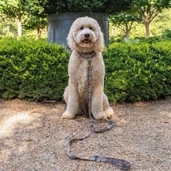 Country Brook Petz HossFit Jr Saddle Up Wide Martingale Dog Collar, Medium slide 2 of 9