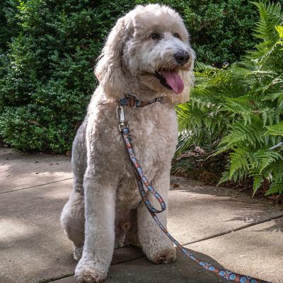 Show full view: Country Brook Petz HossFit Jr Saddle Up Wide Martingale Dog Collar, Large slide 4 of 9