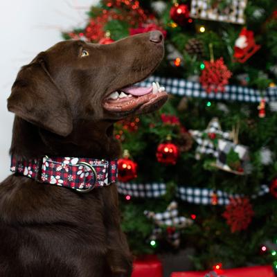 Show full view: Country Brook Petz HossFit Jr Christmas Plaid Wide Martingale Dog Collar, Red, Large: 18 to 26-in neck, 1.5-in wide slide 3 of 9