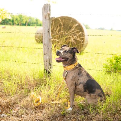 Show full view: Country Brook Petz HossFit Jr Bandana Wide Martingale Dog Collar, Yellow, Medium slide 5 of 10