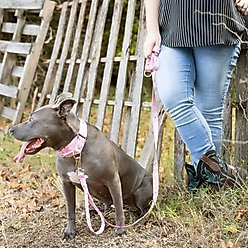 Country Brook Petz HossFit Jr Bandana Wide Martingale Dog Collar, Pink, X-Large slide 2 of 9