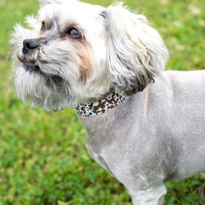 Show full view: Country Brook Petz HossFit Jr Cow Print Wide Martingale Dog Collar, Brown, X-Large: 23 to 31-in neck, 1.5-in wide slide 4 of 9