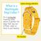 Show in main carousel: Country Brook Petz HossFit Jr Bandana Wide Martingale Dog Collar, Yellow, Medium slide 7 of 10